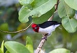 Masked Cardinal (Paroaria nigrigenis) peering through the leaves in Caroni Bird Sanctuary Trinidad