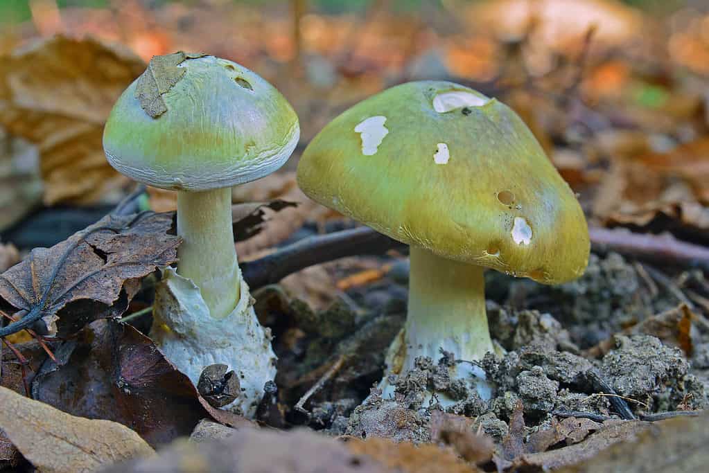Deadly, toxic death cap Amanita phalloides mushroom