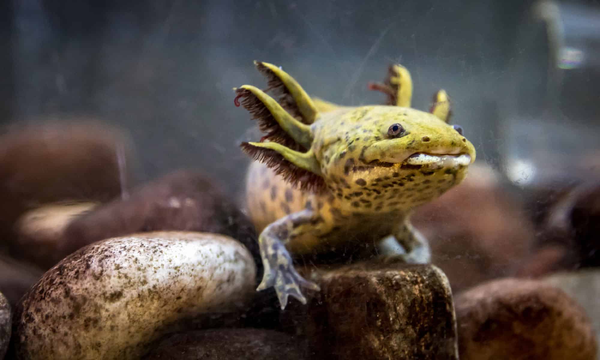 Axolotl, Animal, Horizontal, No People, Pacific Northwest