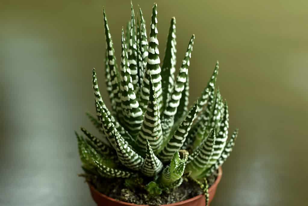 Haworthia succulents are miniatures that are easy to care for and propagate.