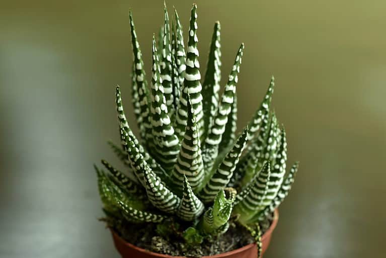 Haworthia succulents are miniatures that are easy to care for and propagate.