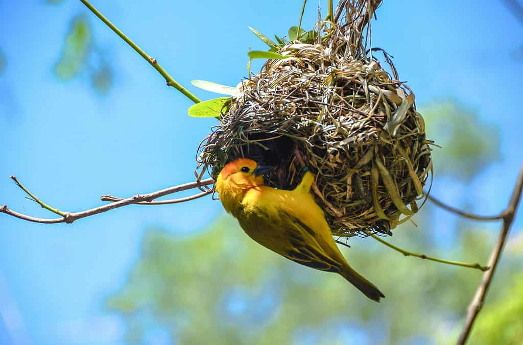 Weaver Birds, Birds, Animals