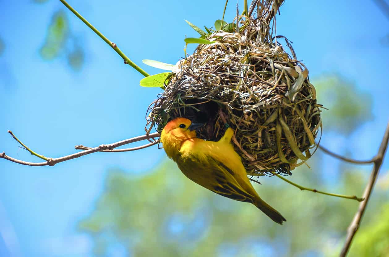 weaver-bird-a-z-animals