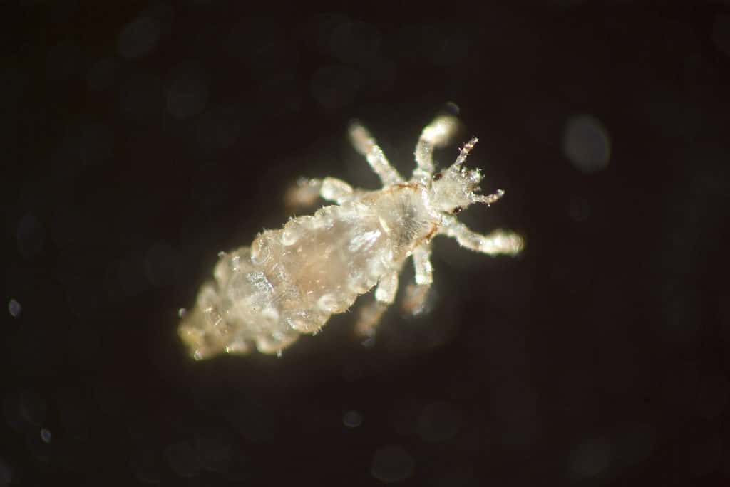 Head louse or head lice