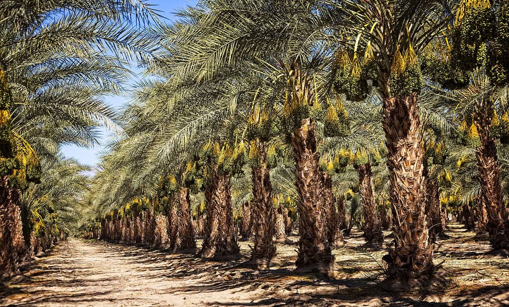Orchard of date palms (Phoenix dactylifera)