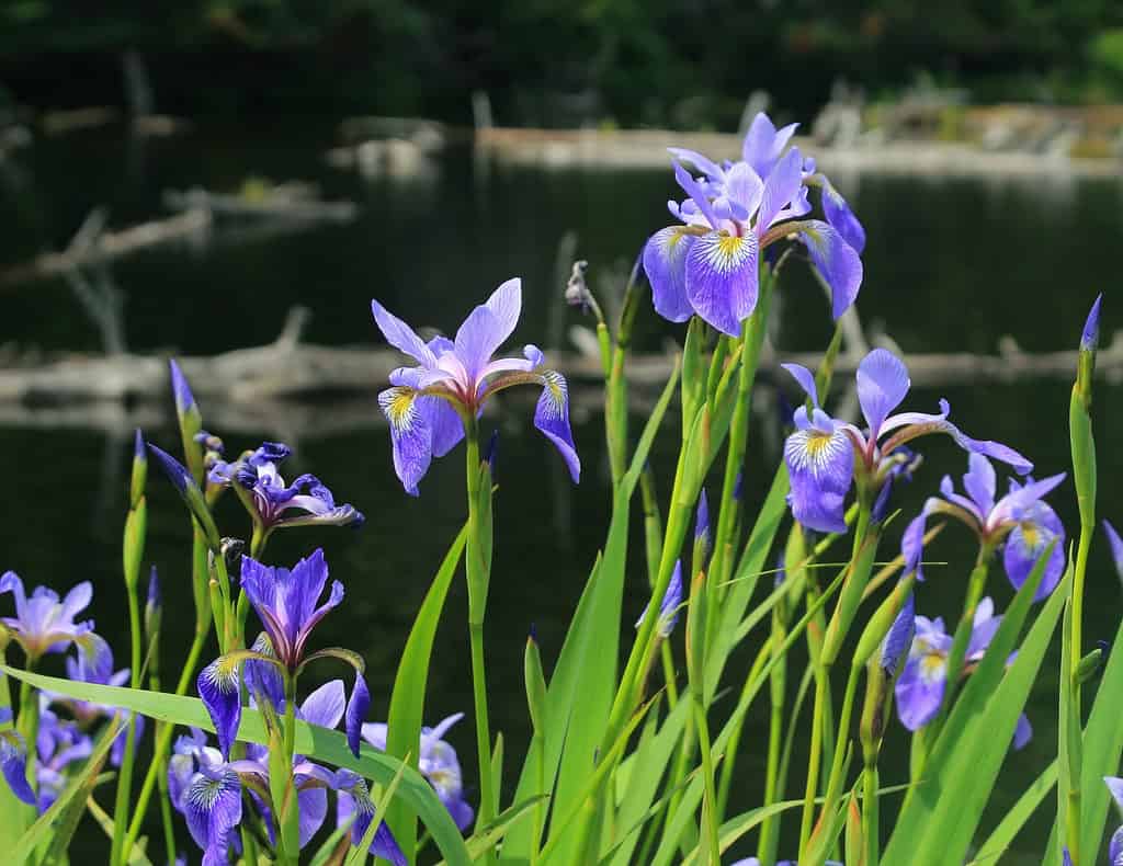 Dwarf lake iris (Iris lacustris)