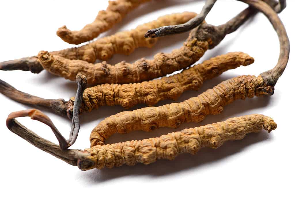 The caterpillar fungus (Cordyceps sinensis) is the most expensive mushroom available.