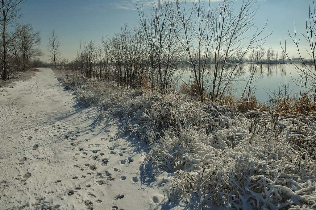 Winter along the Mississippi River near St. Louis, MO