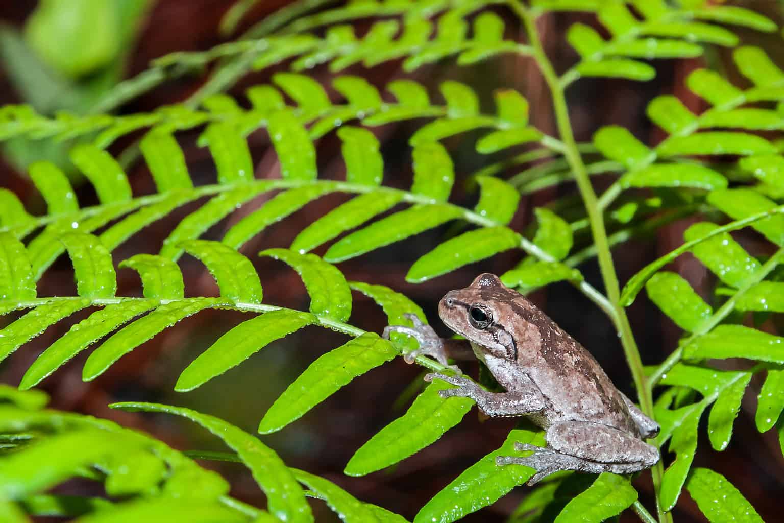 Where Do Tree Frogs Go in the Winter? AZ Animals