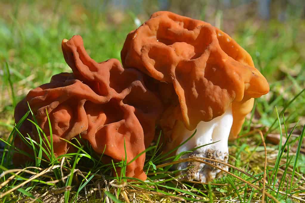 False morel mushroom, Gyromitra gigas