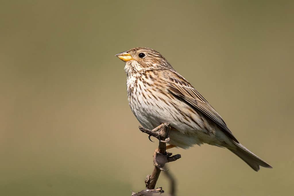 Corn Bunting (Miliaria calandra) is sitting on a beautiful background