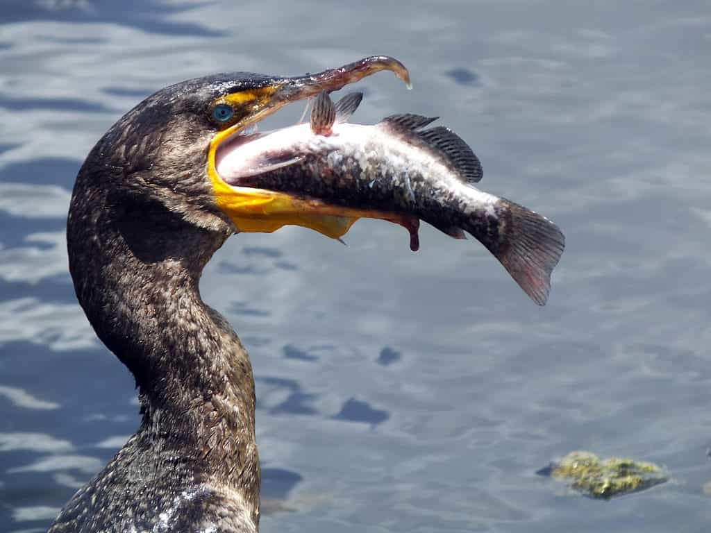 Double-crested cormorant with fish