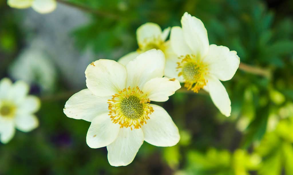 Anemone Flower, Windflower, Blossom, Close-up, Color Image