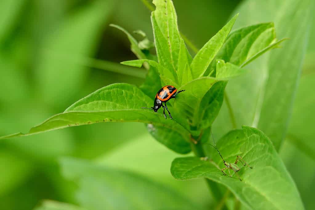 Swamp Milkweed Leaf Beetle on Swamp Milkweed Plant