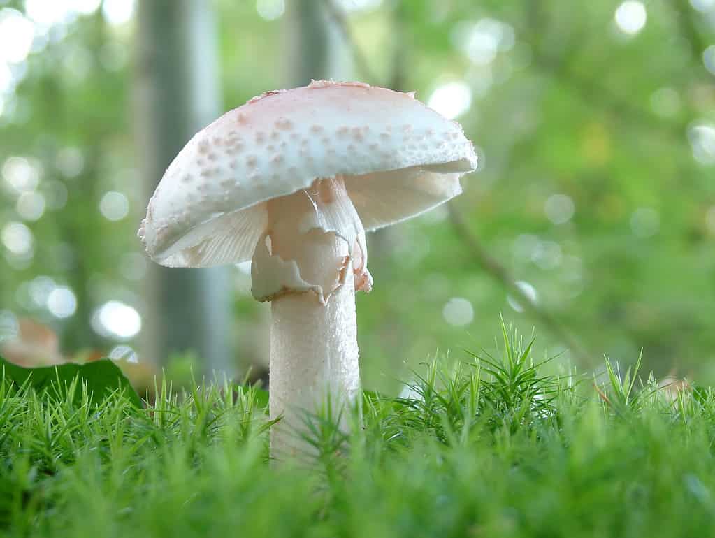 Amanita verna, fool's mushroom, destroying angel