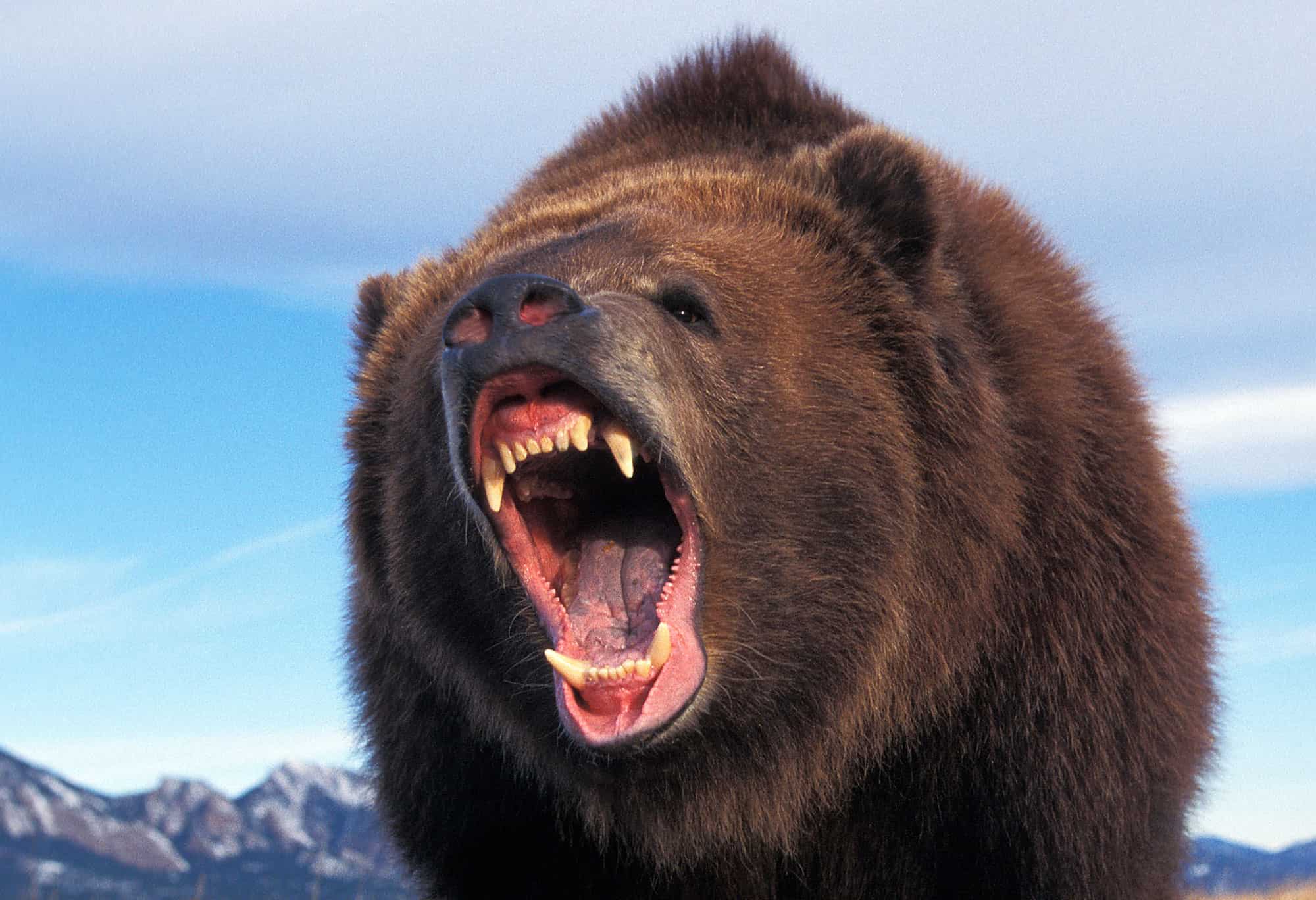 KODIAK BEAR