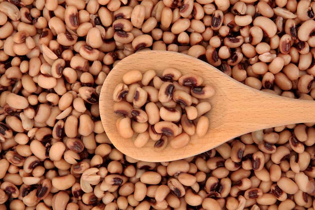 Cooked black eyed peas on a wooden spoon