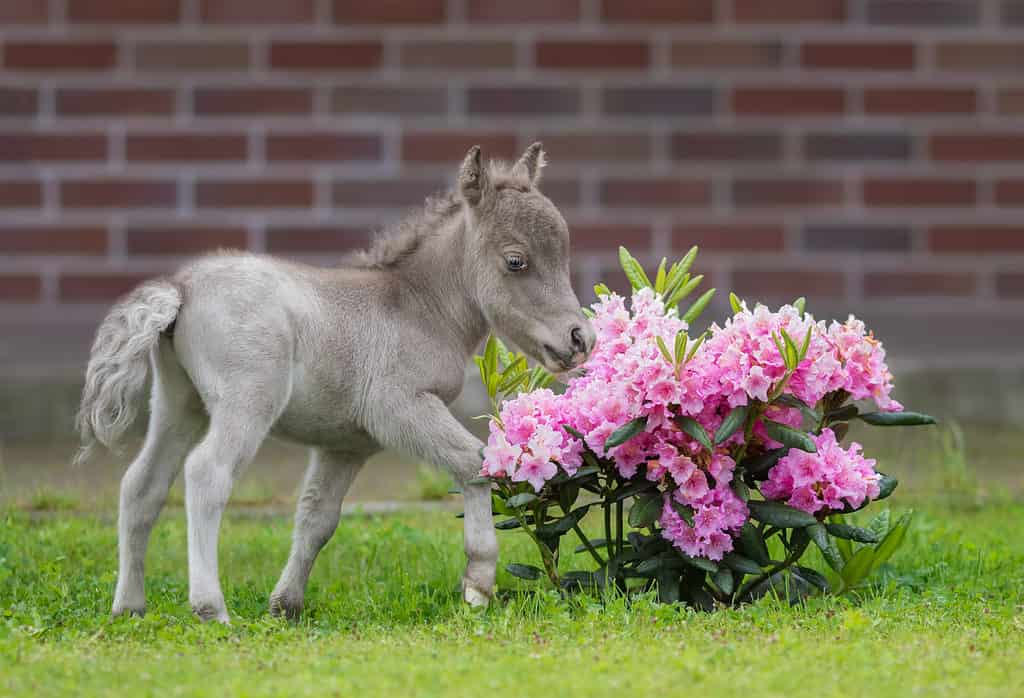 mini horse