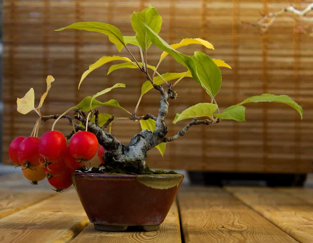 Apple bonsai on table
