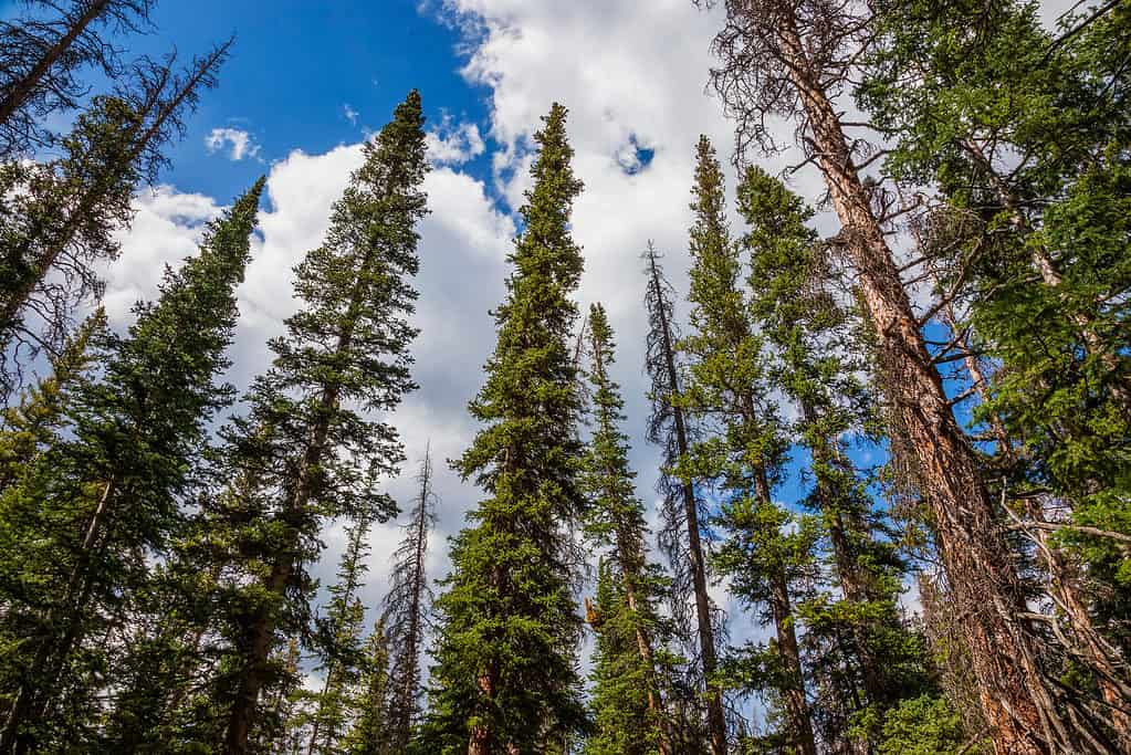 Wide-angle photo of spruce and fir trees pointing to the sky in Medicine Bow National Forest, Wyoming.