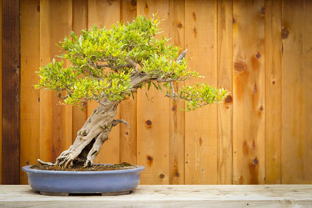 dwarf pomegranate bonsai tree against wood grain background