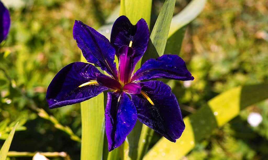 Louisiana Iris