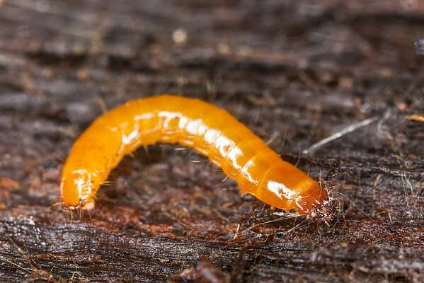 Click beetle larvae have elongated, slender, shiny bodies with hard exoskeletons.
