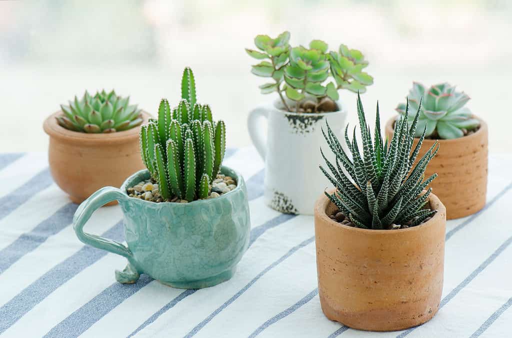 Succulents are easy to care for
