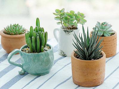 A The Best Pots for Succulents
