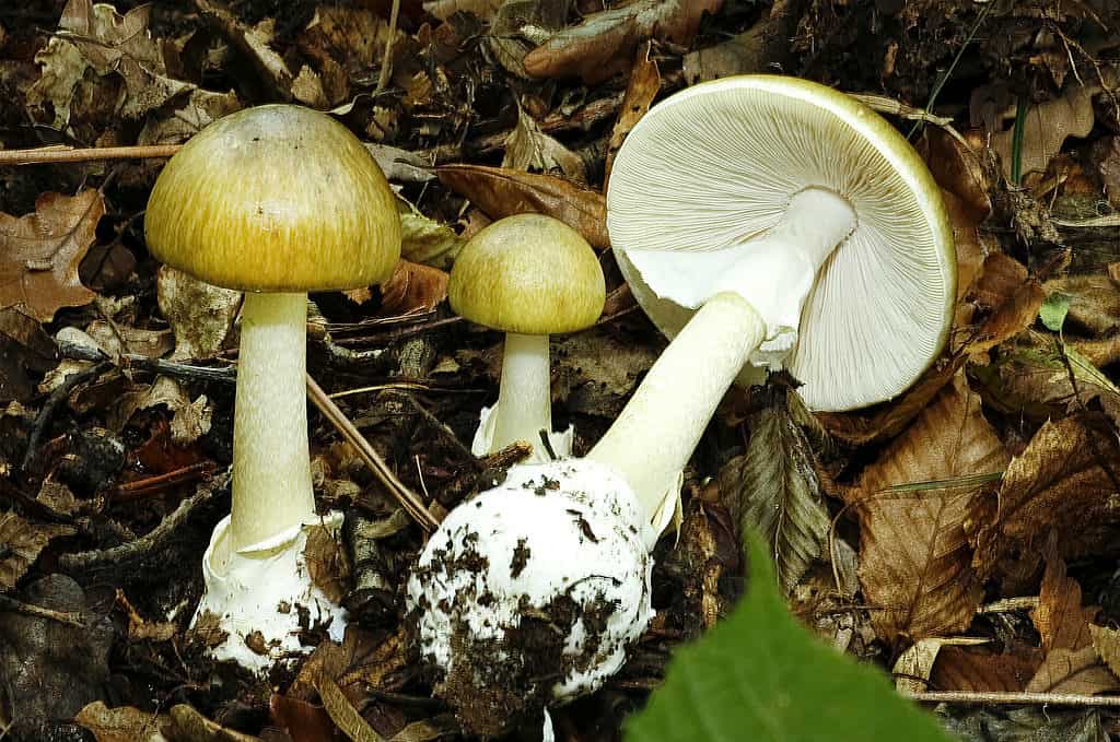 Amanita phalloides aka death cap poisonous mushroom