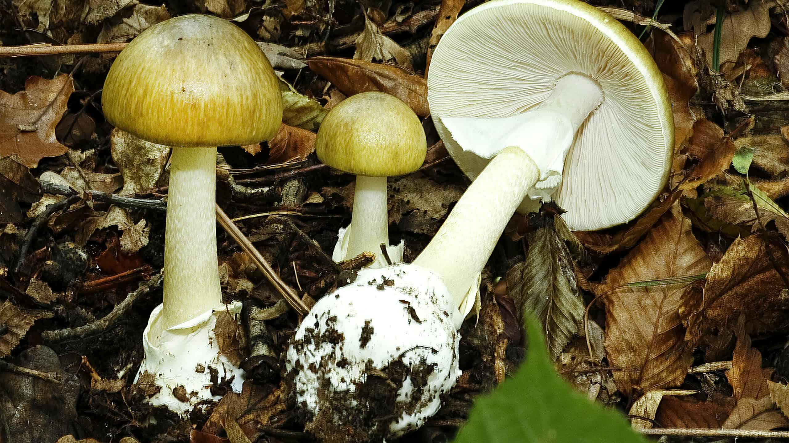 Поганки в лесу. Бледная поганка. Бледная поганка ядовитые грибы. Бледная погоганка гриб. Поганки грибы ядовитые.