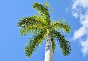 Royal Palm Tree Picture