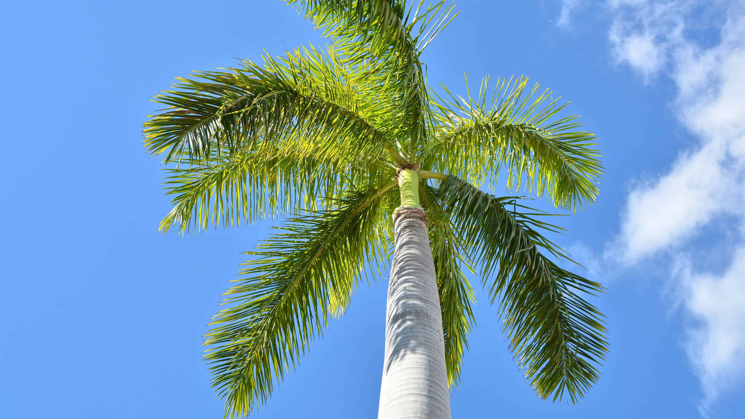 Royal Palm Tree - Varieties, How to Propagate and More - A-Z Animals