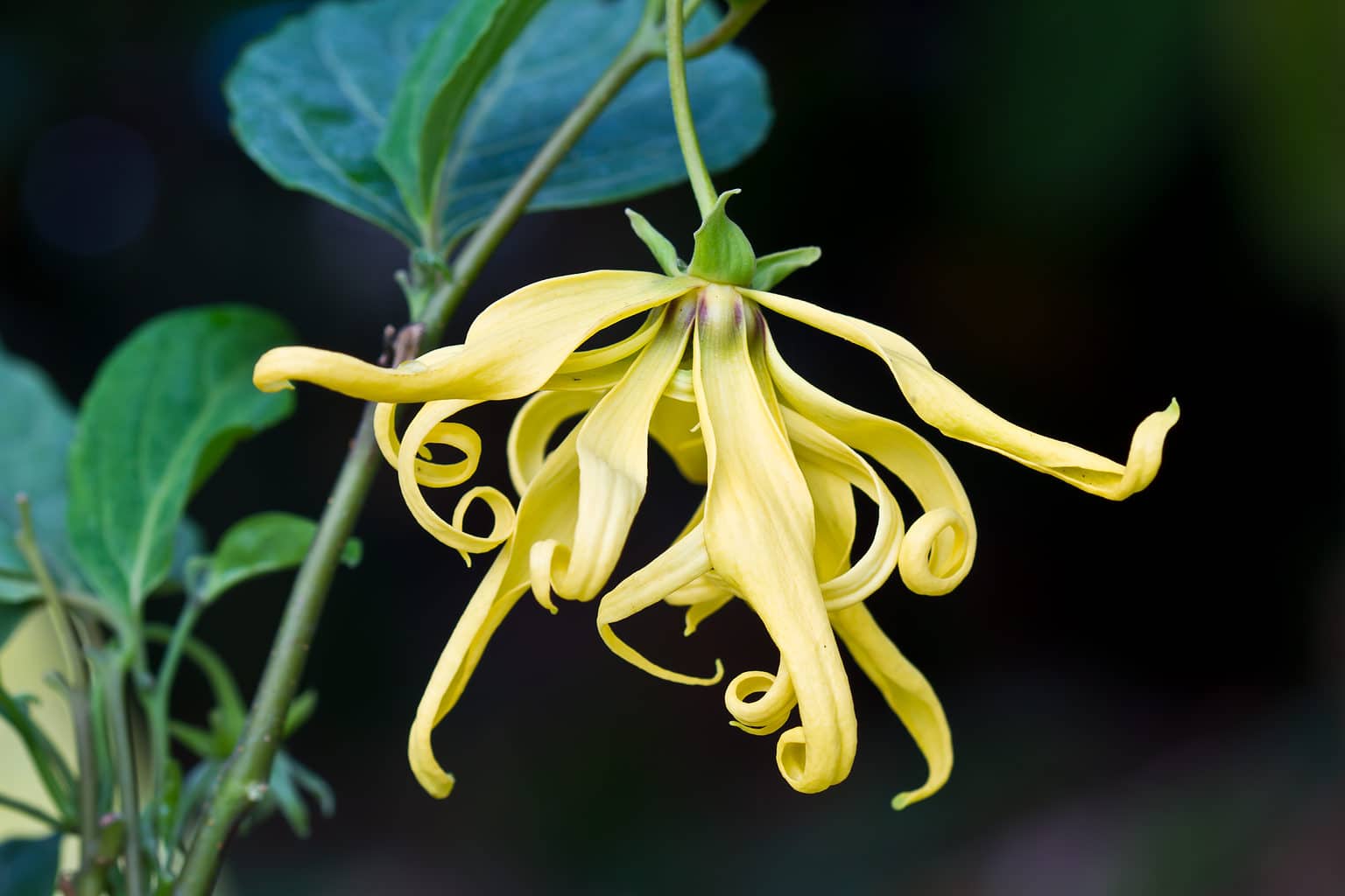 18 Gorgeous Flowers Native to the Philippines - A-Z Animals