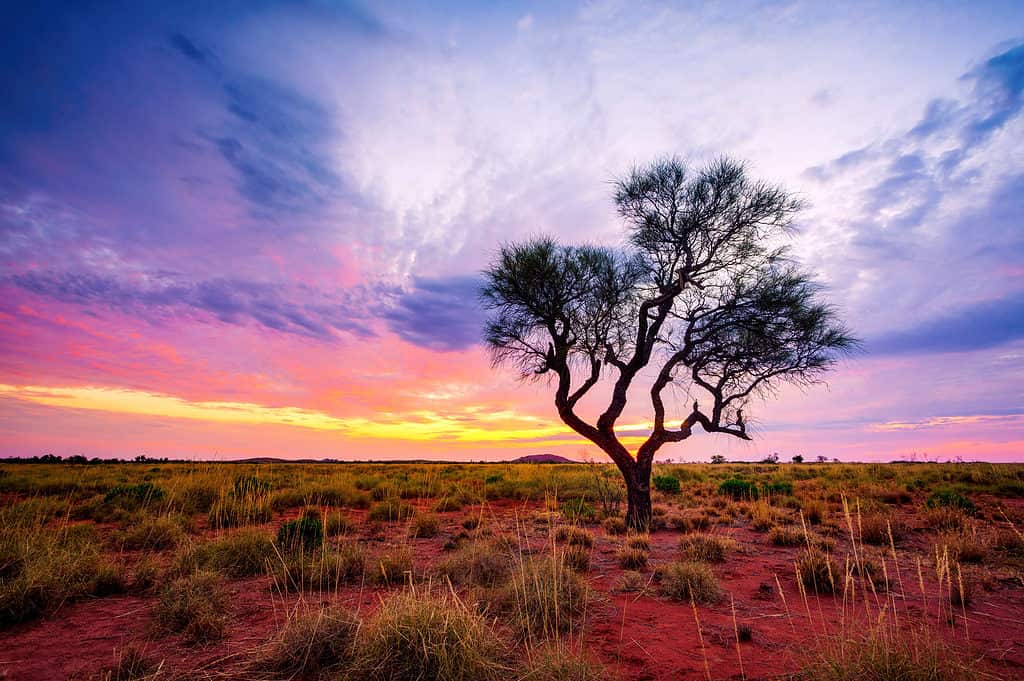 Hakea tree, Pilbara region, Western Australia