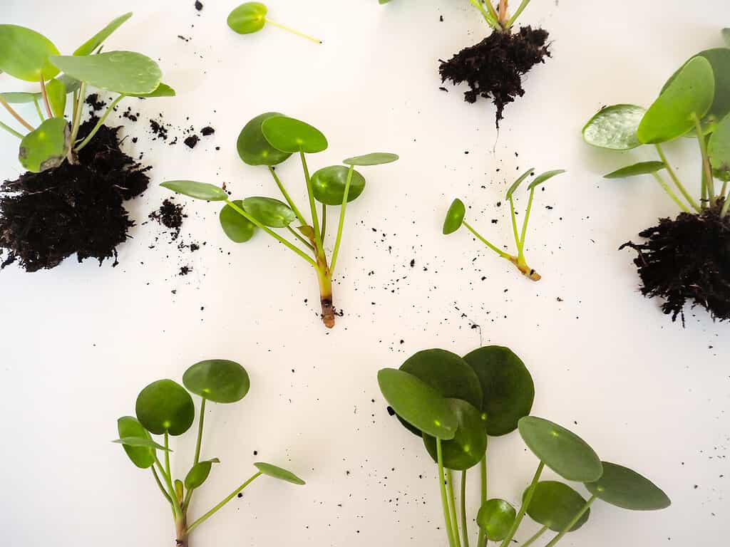 Leaf cuttings from a Chinese money plant. There are seven seaparate cutting each with between three and eight leaves. the leaves are round and green. Three of the cutting have soil at the base, the others are bear exposing a light colored base. on white isolate.