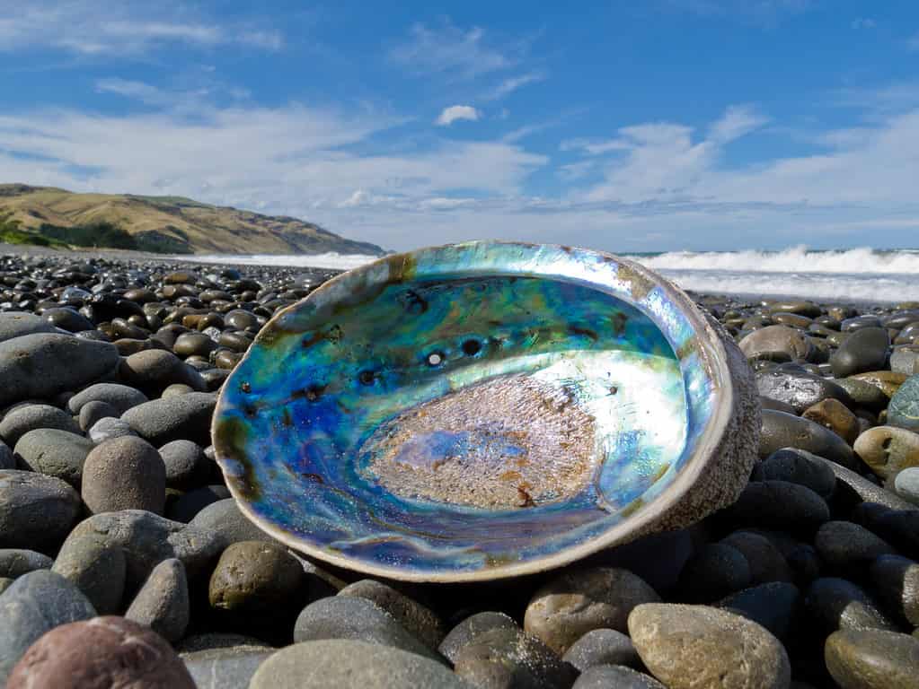 Abalone shell 