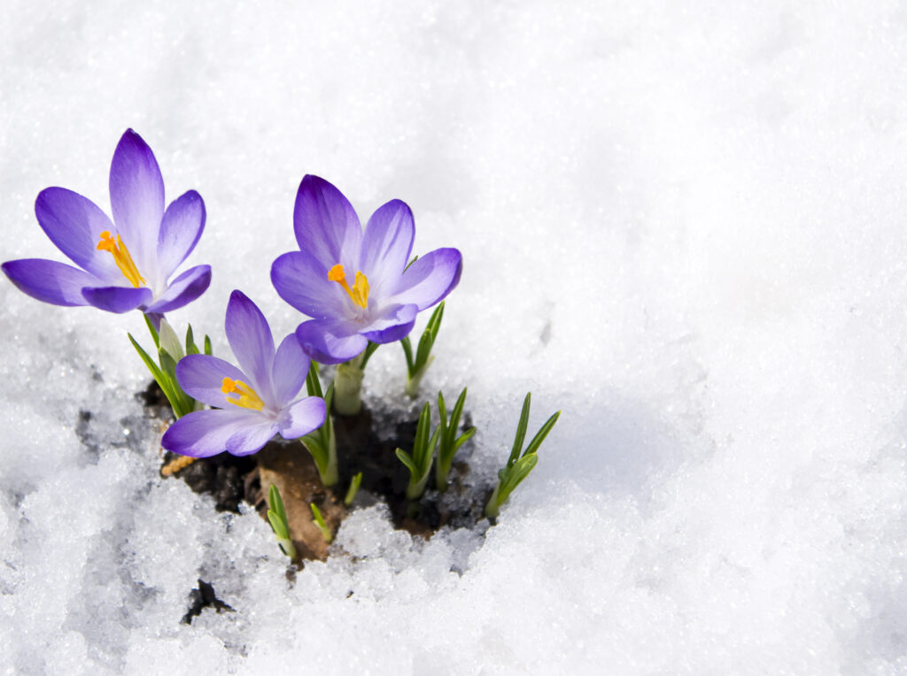 Crocuses in snow