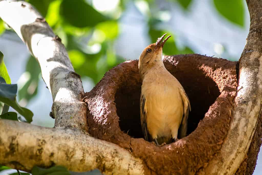 The rufous hornero (Furnarius rufus) is also the national animal of Argentina.