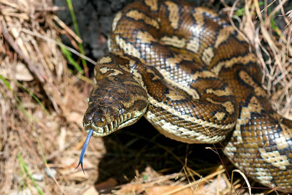 Close up of carpet python with its tongue out