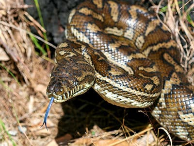 A Python Snake Quiz