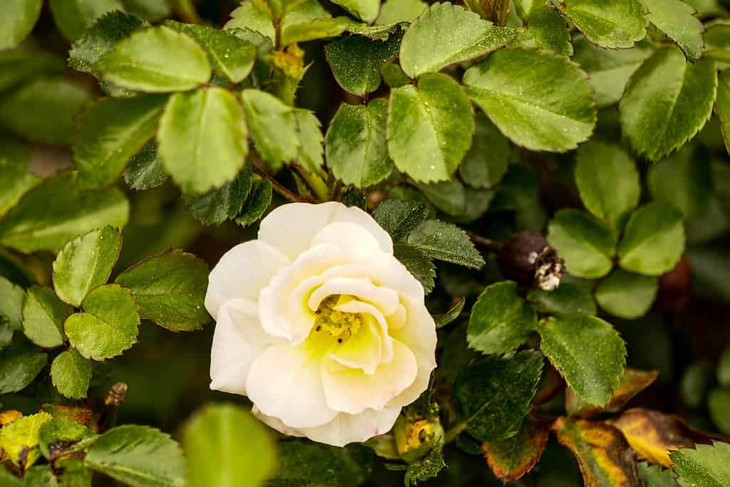 A closeup of the creamy white and yellow bloom of a Gourmet Popcorn miniature rose