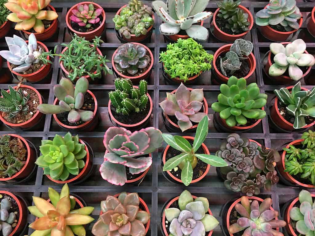Collection of cactus and succulents in clay pots for sale in a shop display.