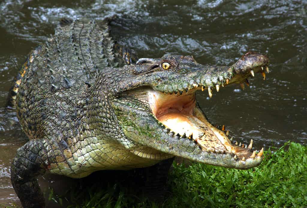 Crocodile with open mouth