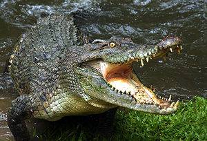 Watch This Chicken Wander Too Close to a Crocodile and Disappear In the Blink of an Eye Picture