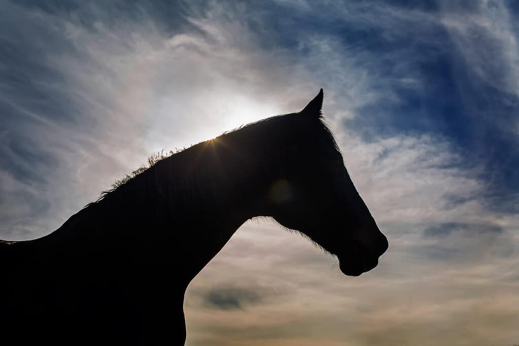 Horse shadow