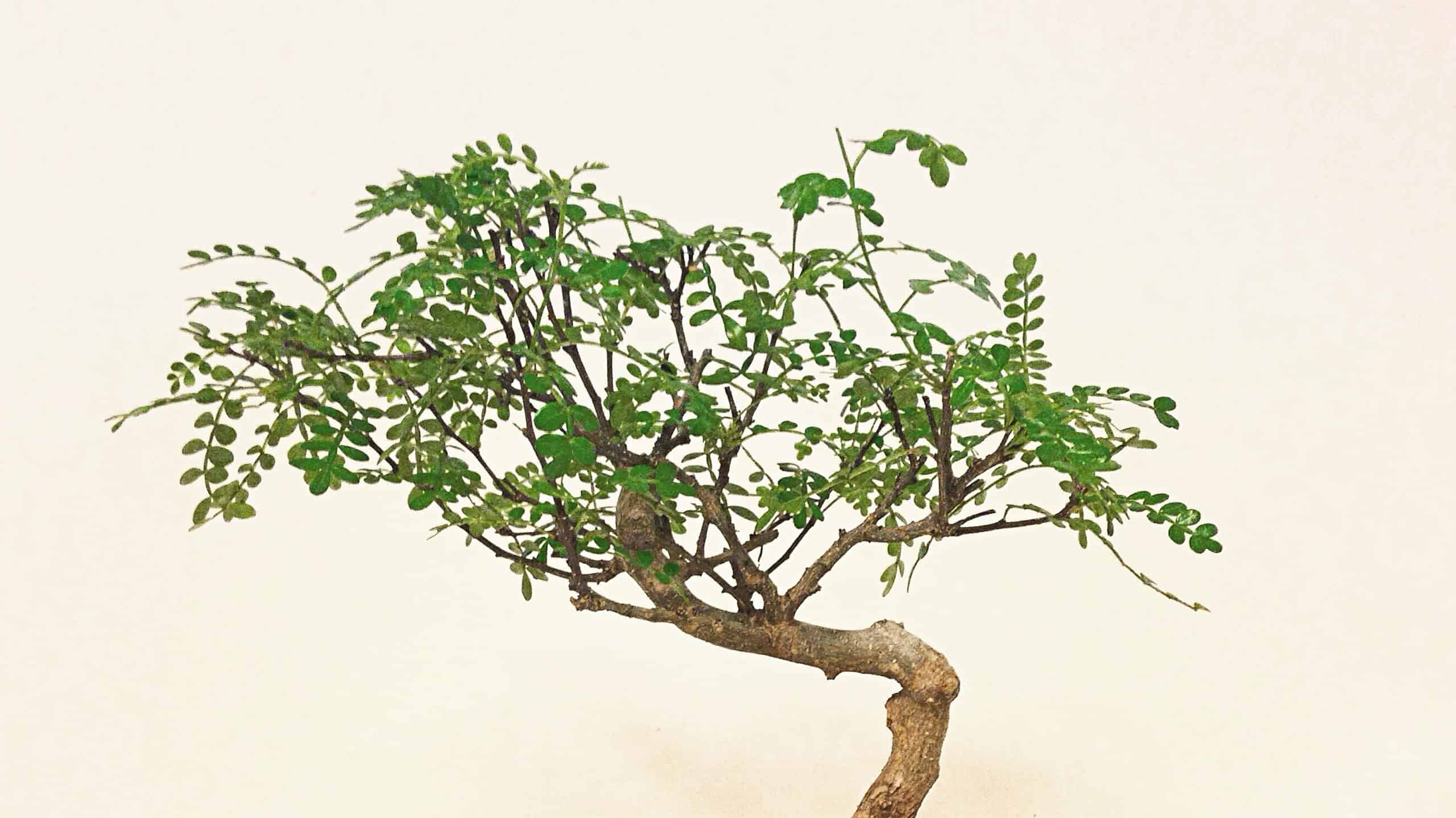 Chinese pepper bonsai in white pot on white background