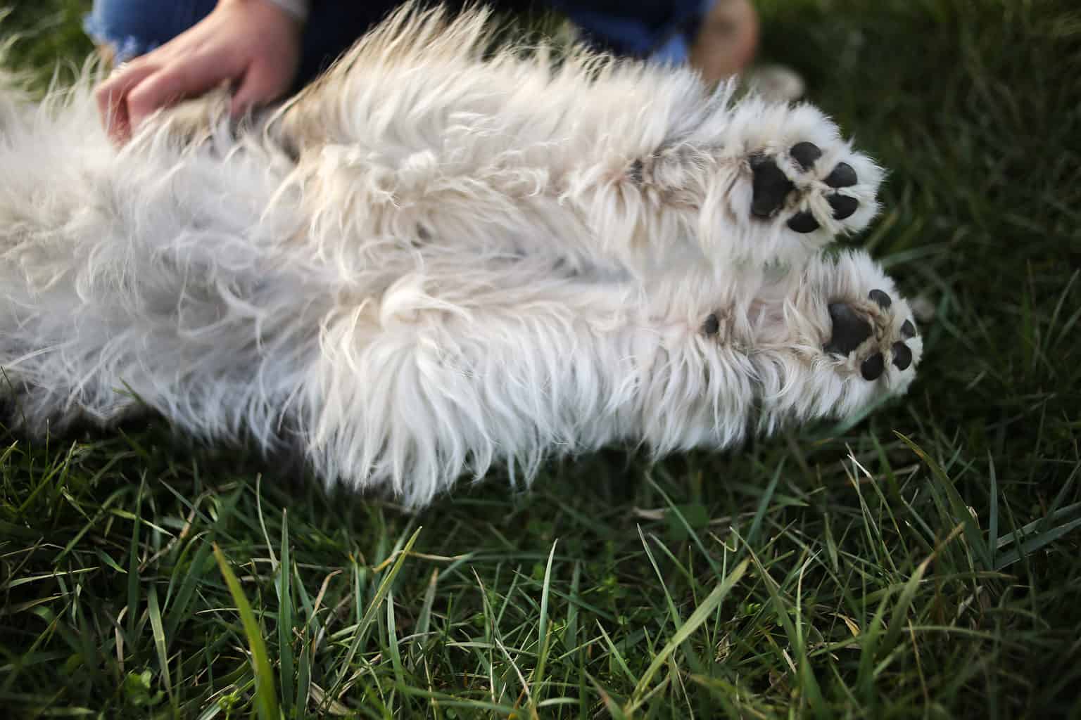 Curated visual reference: Gallery Detail: Aussiedoodle Lifespan How Long Do These Cute Dogs Live