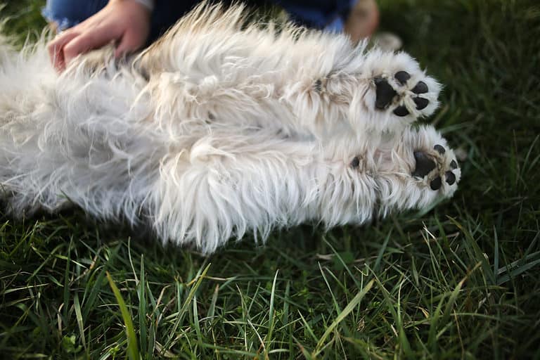 Aussiedoodle