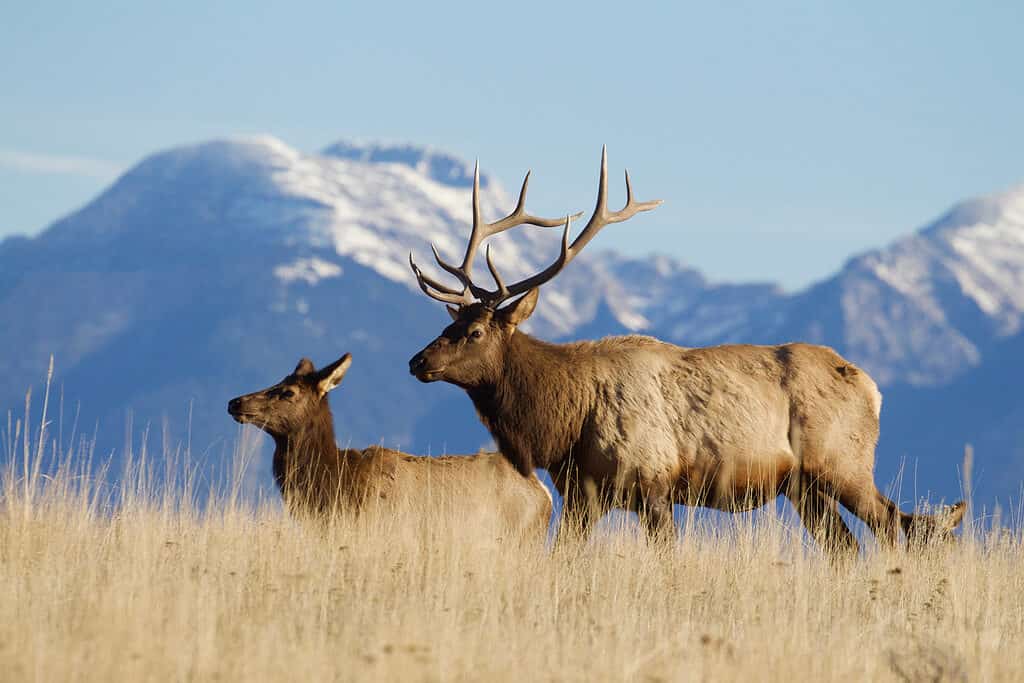 American Elk in front of the Rocky Mountains